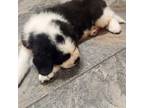 Newfoundland Puppy for sale in Belleville, IL, USA