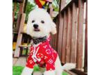 Maltipoo Puppy for sale in Houston, TX, USA