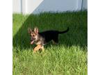 German Shepherd Puppies