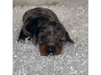 Dachshund Puppy for sale in Nashville, AR, USA