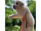 Golden Retriever Puppy for sale in Clarksville, TN, USA