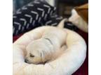 Golden Retriever Puppy for sale in Clarksville, TN, USA