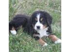 Bernese Mountain Dog Puppy for sale in Preston, ID, USA