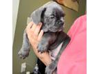French Bulldog Puppy for sale in Swedesboro, NJ, USA