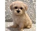Havanese Puppy for sale in Gulf Breeze, FL, USA