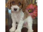 Cavapoo Puppy for sale in Harwood, MD, USA