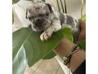 French Bulldog Puppy for sale in Cape Coral, FL, USA