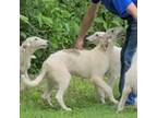 Borzoi Puppy for sale in Rutherfordton, NC, USA