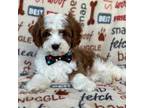 Cavapoo Puppy for sale in Lakeland, FL, USA