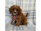 Cavapoo Puppy for sale in Lakeland, FL, USA