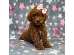 Poodle (Toy) Puppy for sale in Lakeland, FL, USA