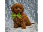 Cavapoo Puppy for sale in Lakeland, FL, USA