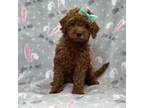 Cavapoo Puppy for sale in Lakeland, FL, USA