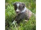 Border Collie Puppy for sale in Nashville, AR, USA