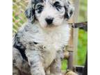 Aussiedoodle Puppy for sale in Newnan, GA, USA