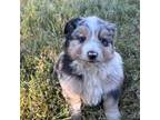 Australian Shepherd Puppy for sale in Sacramento, CA, USA