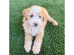 Mutt Puppy for sale in Gilbert, AZ, USA