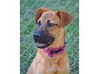 Adopt Zeus a Black Mouth Cur, German Shepherd Dog