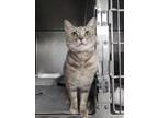 Adopt RESCUE PARTER ONLY:ROSIEPUFF a Domestic Short Hair