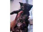 Adopt IN FOSTER: DINKLES a Domestic Short Hair