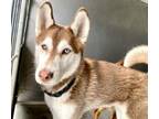 Adopt SPRING a Siberian Husky