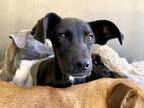 Adopt ELEANOR a Labrador Retriever