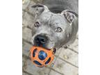 Adopt Pixie a Pit Bull Terrier