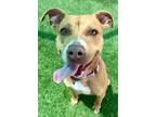 Adopt MARINETTE a Pit Bull Terrier, Mixed Breed