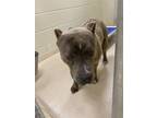 Adopt 18631 a Pit Bull Terrier
