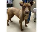 Adopt 18647 a Pit Bull Terrier
