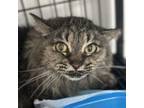 Adopt Sasha a Domestic Medium Hair