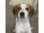 Adopt Margie a Beagle, Mixed Breed