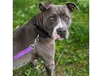 Adopt Lucy a Pit Bull Terrier