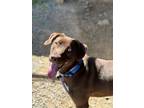 Adopt RILEE a Labrador Retriever, Pit Bull Terrier