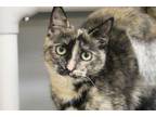 Adopt MINI a Domestic Short Hair