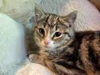 Adopt Noodles a Domestic Short Hair