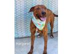 Adopt Margaret a Labrador Retriever