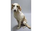 Adopt Ellie a Treeing Walker Coonhound, Mixed Breed
