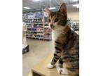 Adopt Roly a Domestic Short Hair