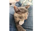 Adopt Skittles a Domestic Short Hair