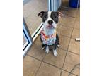 Adopt Georgie a Boxer, Mixed Breed