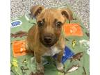 Adopt Bones a Terrier, Mixed Breed