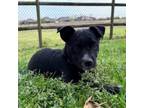 Adopt Pepper a Shepherd, Australian Cattle Dog / Blue Heeler