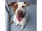 Adopt IRIE a American Staffordshire Terrier, Mixed Breed