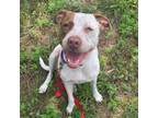Adopt IRIE a American Staffordshire Terrier, Mixed Breed