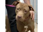 Adopt Betty a Pit Bull Terrier