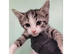 Adopt Cakey a Domestic Short Hair