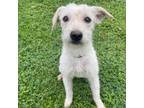 Adopt Marshmallow a Terrier, Mixed Breed
