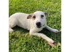 Adopt Sky a Cattle Dog, Terrier