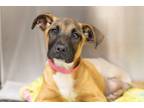 Adopt Bonabelle a Black Mouth Cur